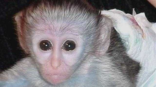 DHS investigates monkey scratch at daycare
