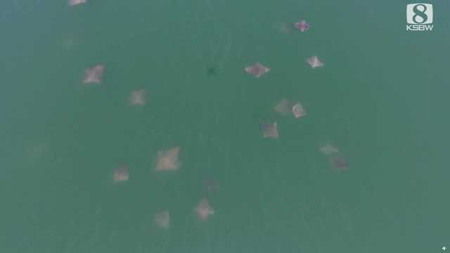 Large group of bat rays — called a fever — recorded of the coast of Santa Cruz County - Vimarsana News