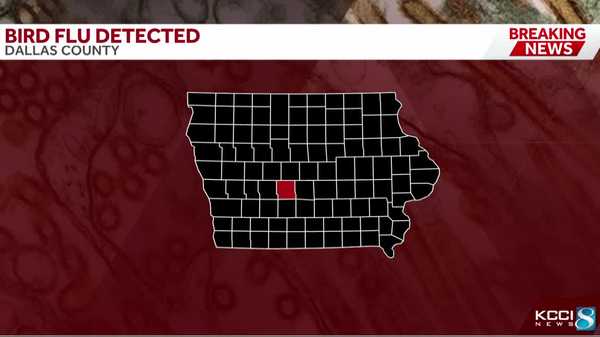 bird flu confirmed in dallas county backyard flock