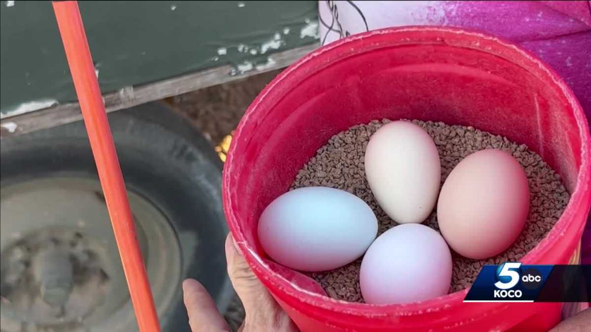 Oklahoma farmer says current demand for eggs far outpaces supply