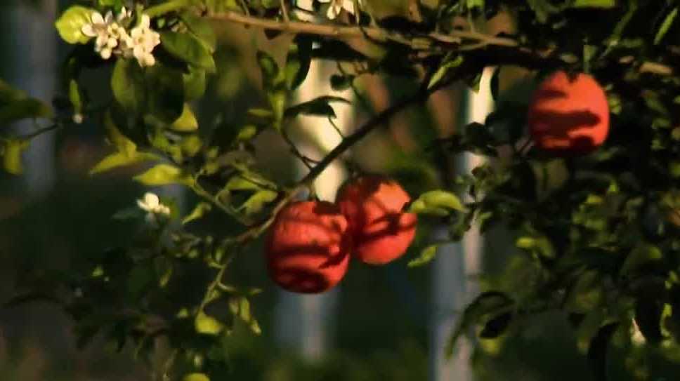 Citrus farmers in Clermont prepare for hard freeze in Florida
