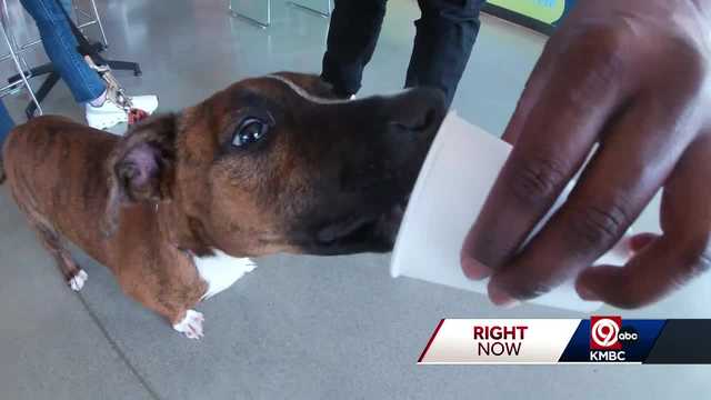 KC Pet Project says area shelters are struggling with capacity - Vimarsana News