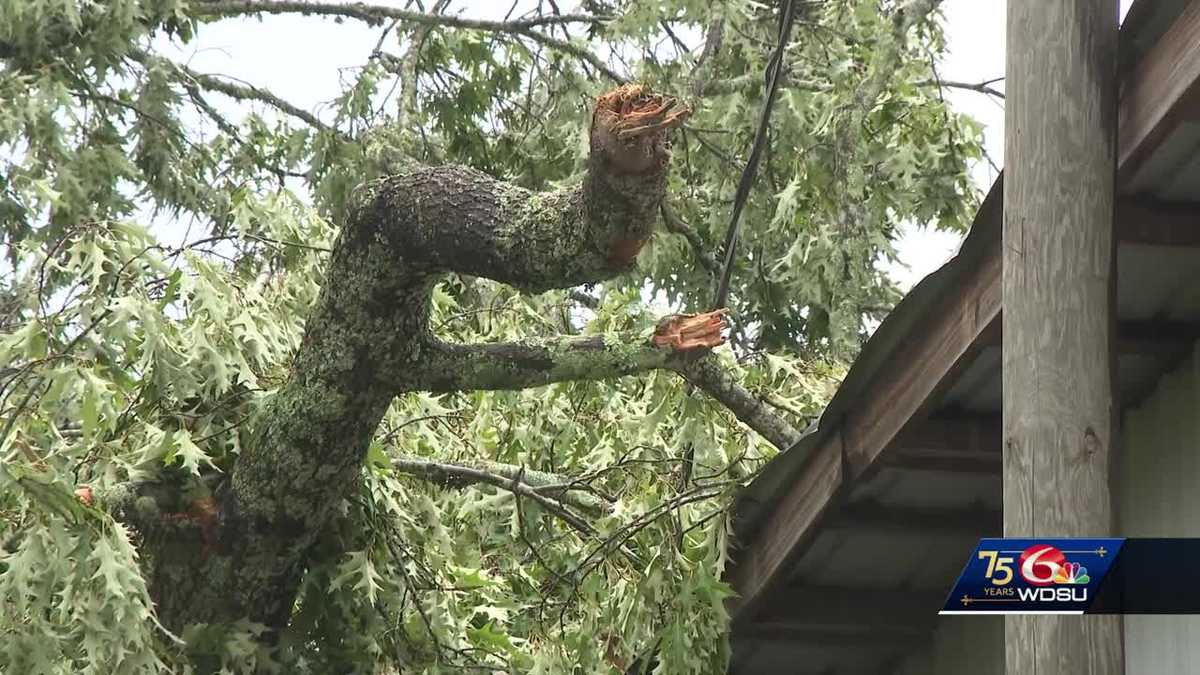 Tree falls on Bogalusa business after severe weather; owner looking to