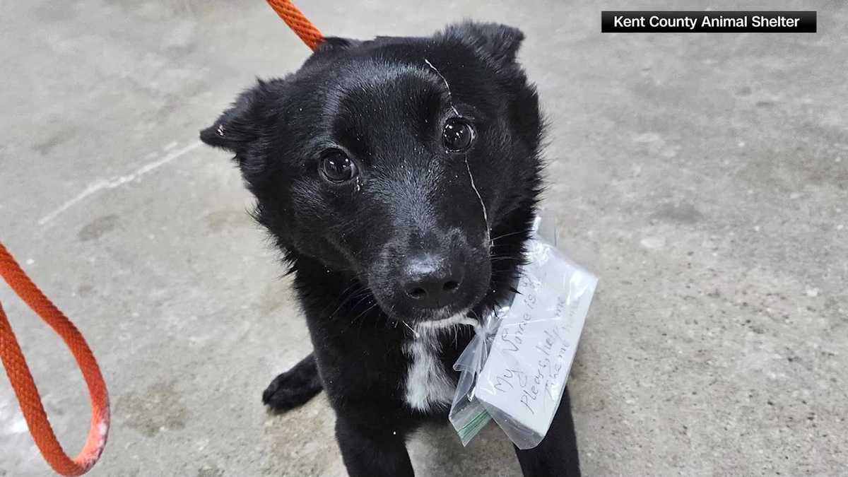 VIDEO: Abandoned dog found with heartfelt note seeking home