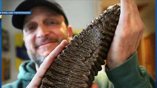 Mammoth tooth found off Mass. coast raises money for Ukraine - Vimarsana News