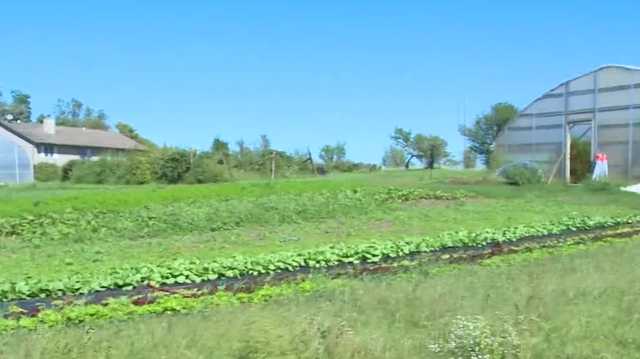 Adair Co. organic farm comes back from hail, drought - Vimarsana News