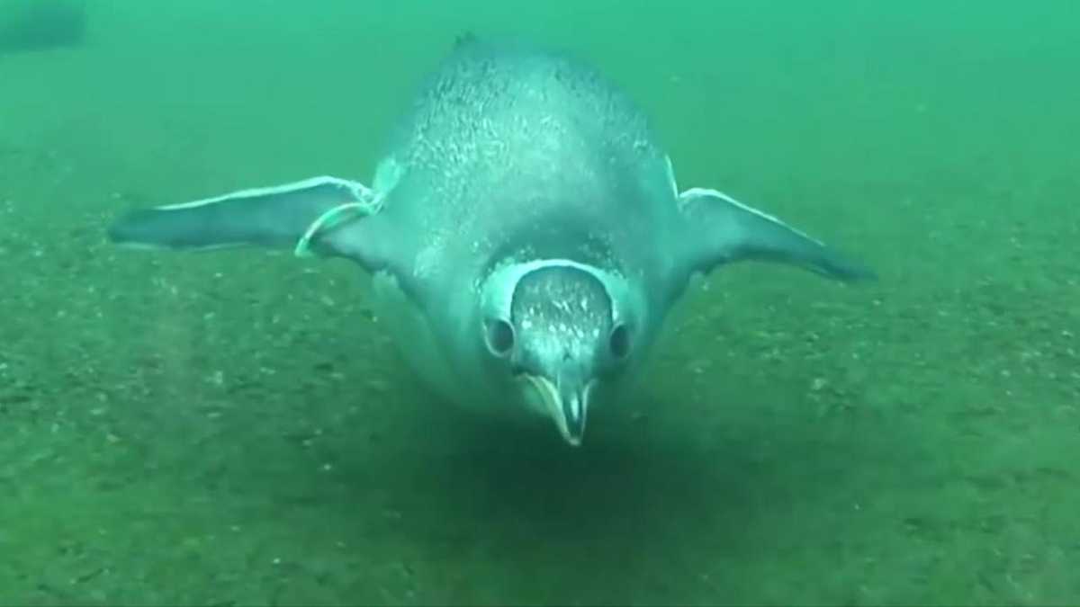 5 fast facts you didn't know about penguins