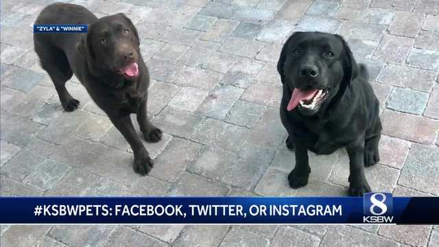 Meet your KSBW viewer pets Winnie and Zyla - Vimarsana News