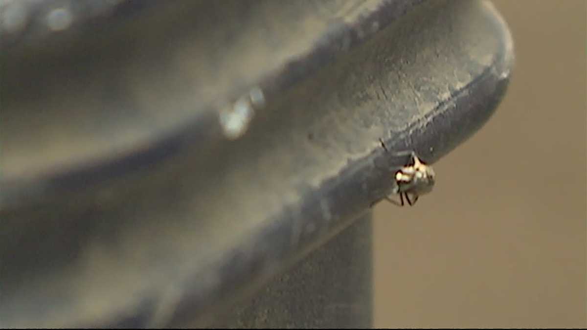 Influx of flies seen in Albuquerque