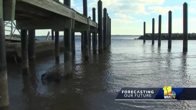 Improving health of Chesapeake Bay showing gradual improvement - Vimarsana News