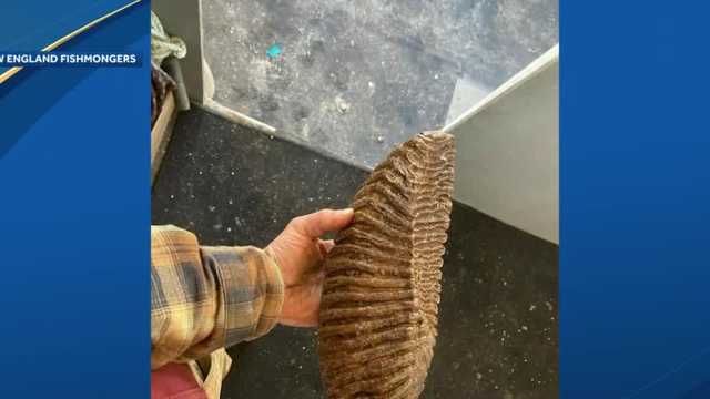 Mammoth tooth sells at auction to benefit people fleeing Ukraine - Vimarsana News