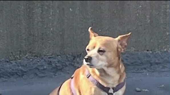 2nd dog abandoned at PIT reflects increased cases locally - Vimarsana News