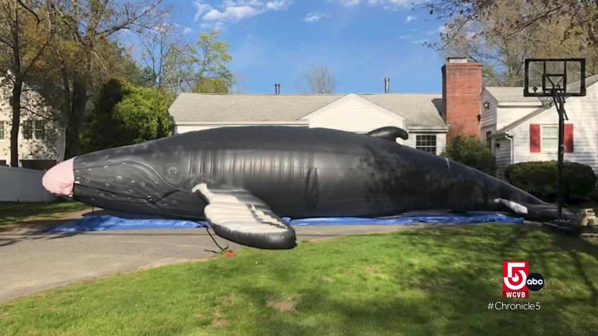 Unconventional world record collections Whale memorabilia and the