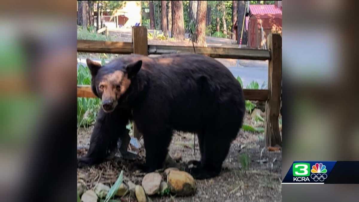 Woman attacked by bear in her Tahoe vacation home