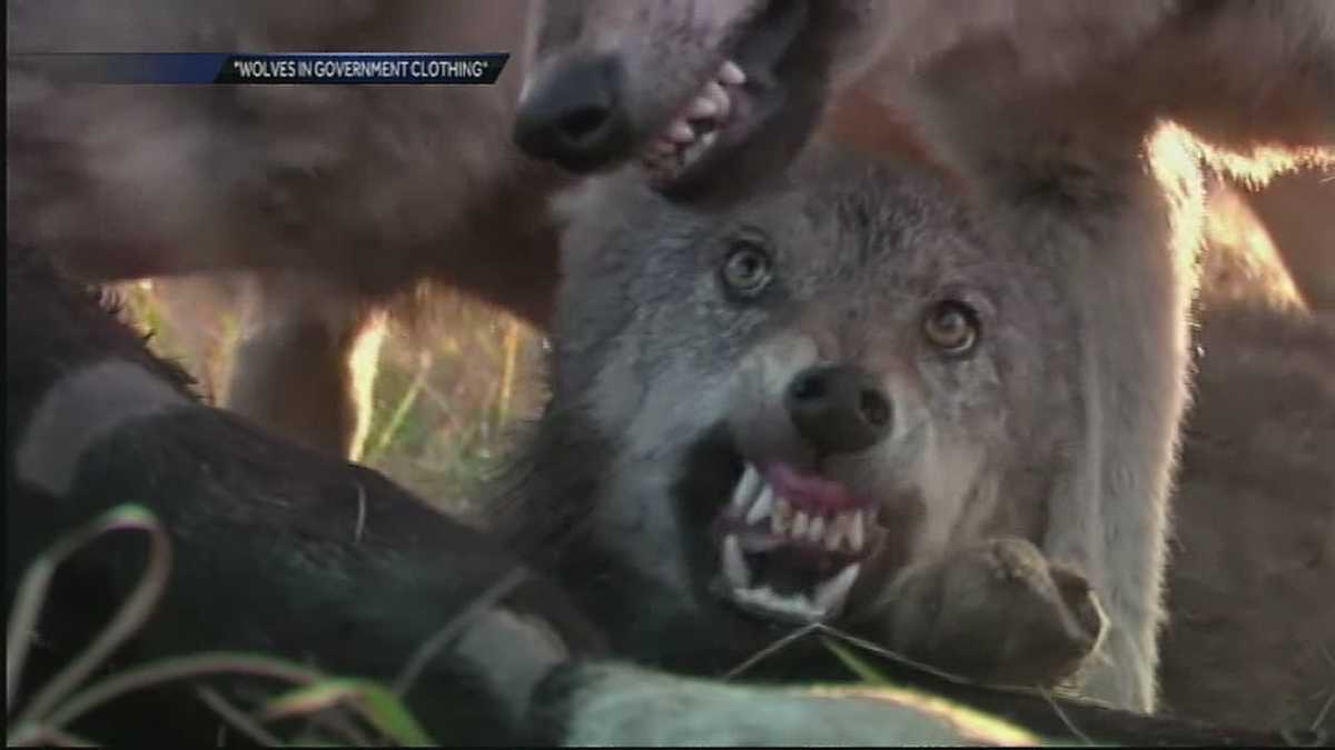 Protecting Kids from Wolf Attacks?