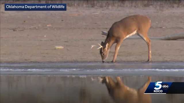 Gun deer season begins Saturday. Here's how weather plays a role - Vimarsana News