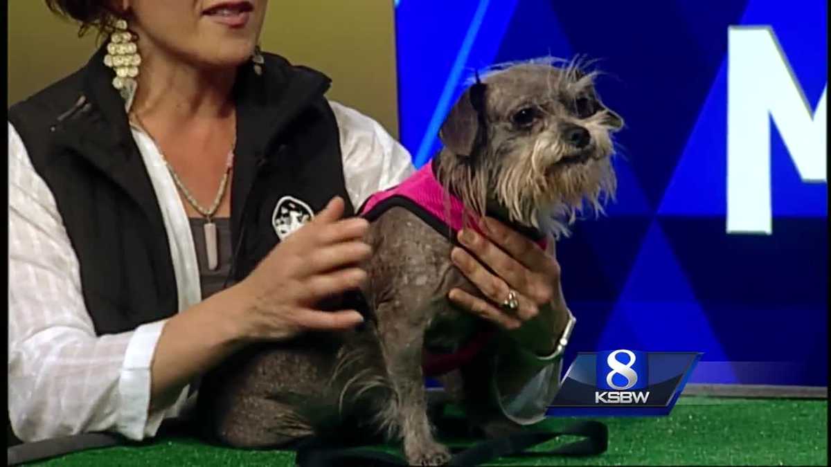 Pet of the Week Samantha the Dog