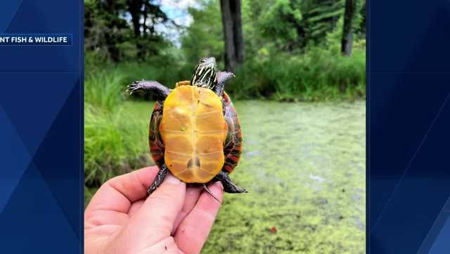 Vermont Fish and Wildlife advises residents not to take turtles as pets in Vermont, New York - Vimarsana News