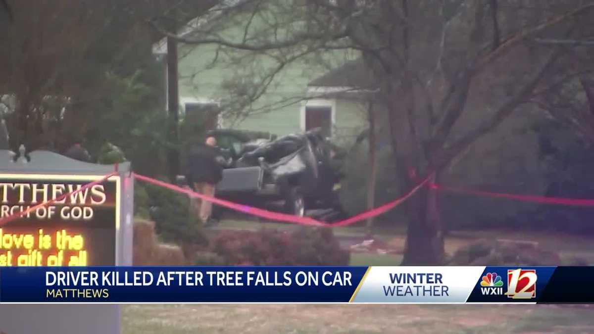 Driver killed when tree falls on vehicle in Matthews