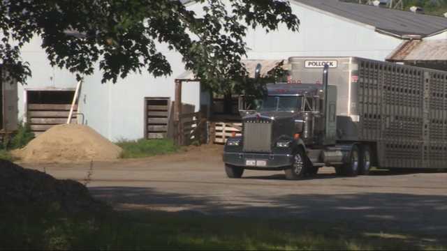 Massachusetts farmer, 74, gored by bull