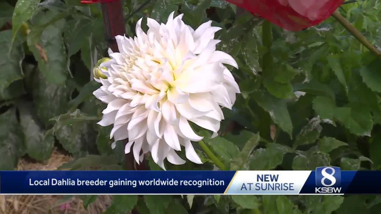 Santa Cruz flower breeder gains worldwide recognition