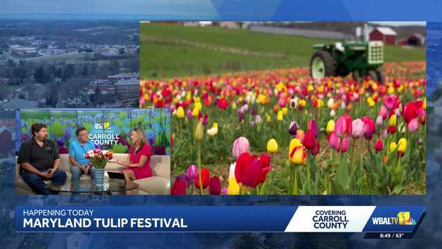 The Maryland Tulip Festival returns, bigger than ever