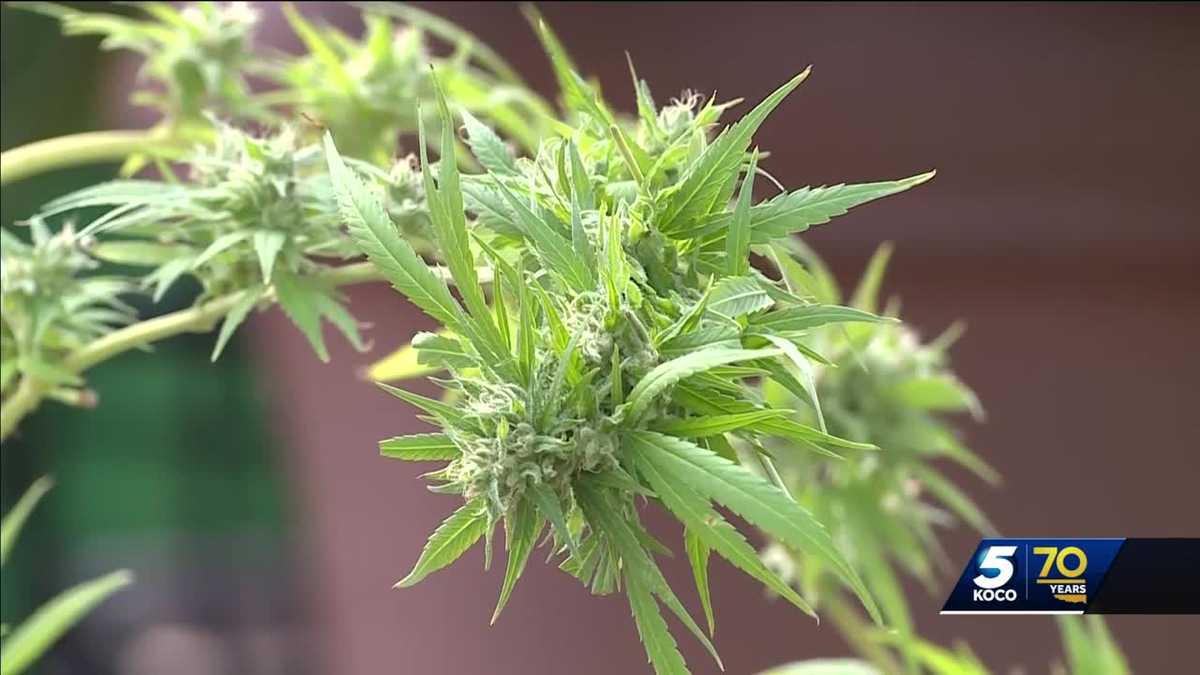 One of OK's largest marijuana grow operations fighting accusations