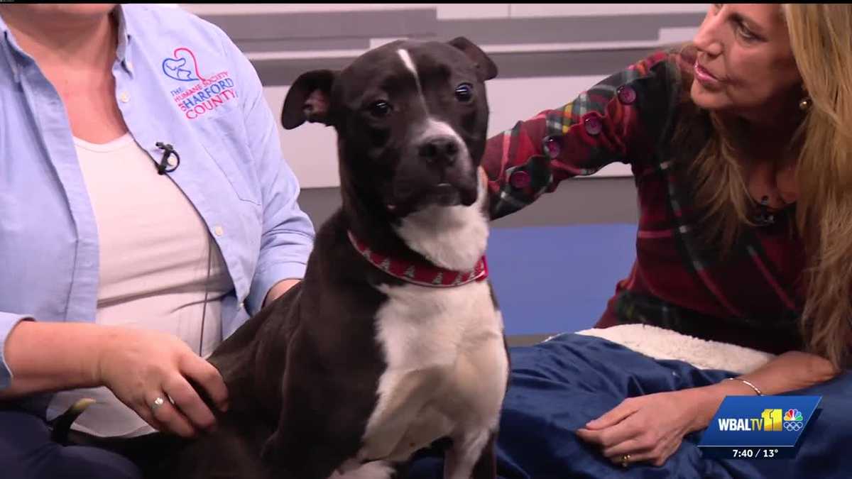 Harford County Humane Society: Meet Twila, a 14-month-old pup ready for adoption