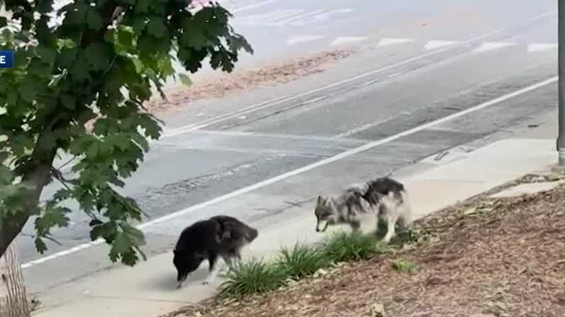 Large dogs on the loose in South Natomas have residents on alert