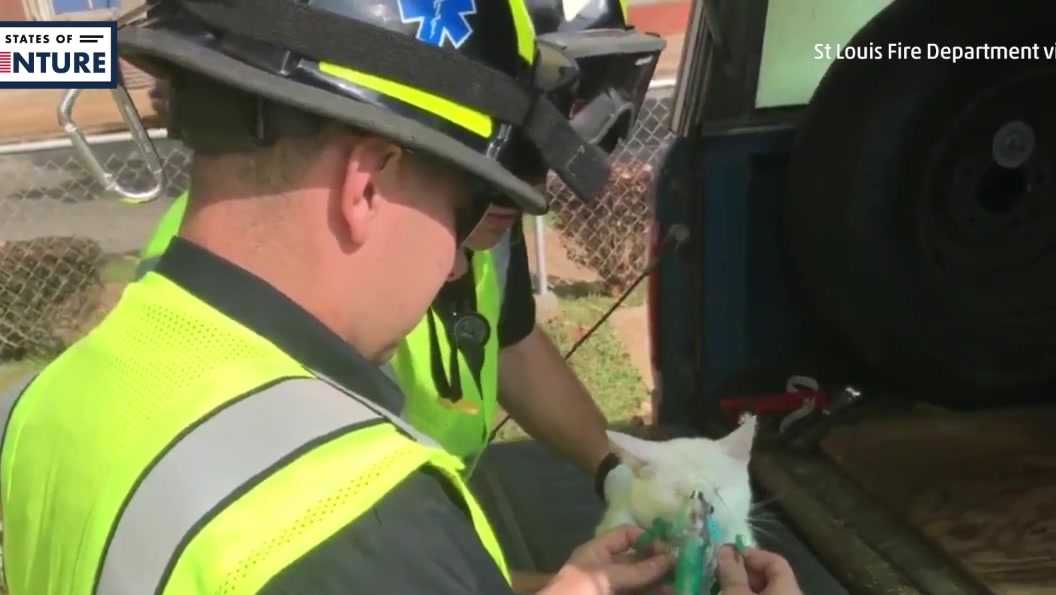 Firefighters rescue cats from burning home