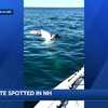 Video: Fishermen spot great white shark off NH coast