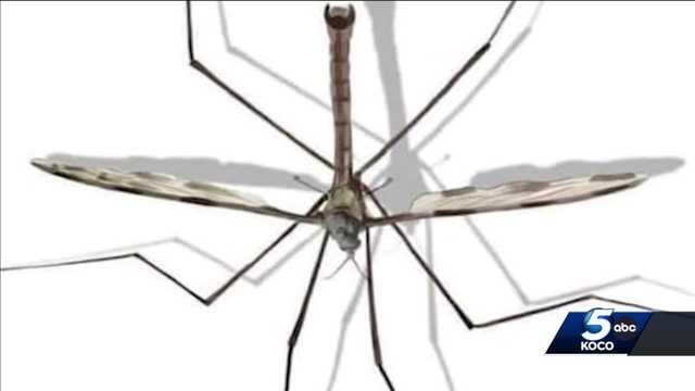 Oklahoma expert weighs in on benefits of crane flies - Vimarsana News
