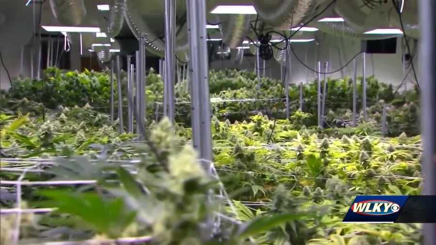 marijuana legalization efforts in kentucky