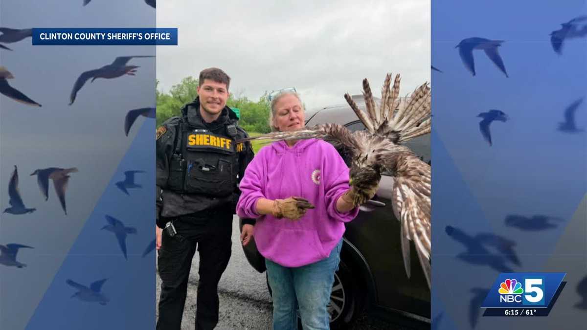 Roadside rescue: deputies, wildlife rehabilitator save baby hawk