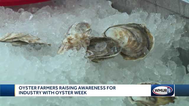 Oyster farmers raising awareness of industry with Oyster Fest - Vimarsana News