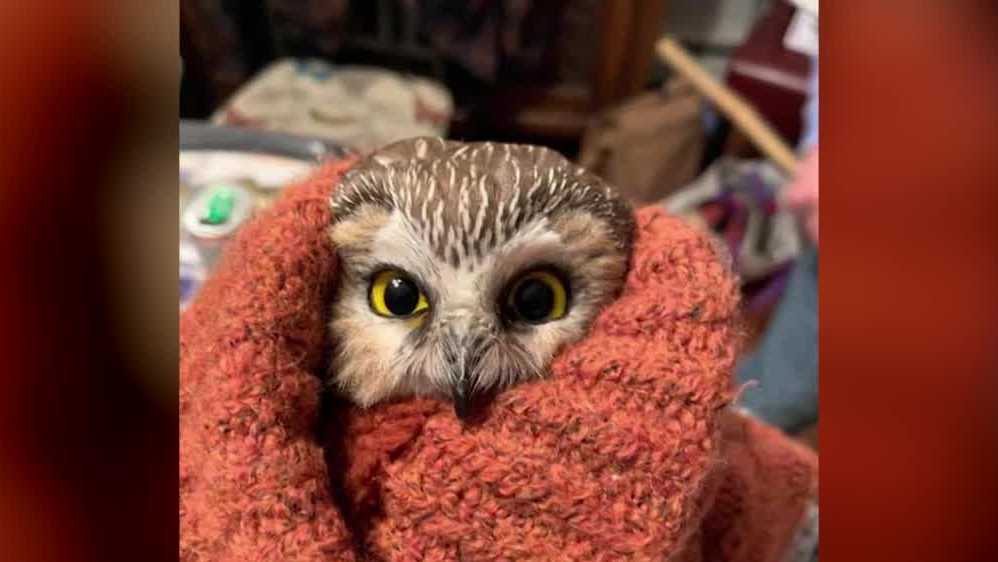 Rocky The Owl Inspires Children S Book About His Journey In The Rockefeller Center Christmas Tree