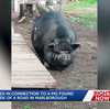Woman arrested on misdemeanor charge for illegally dumping pet pig