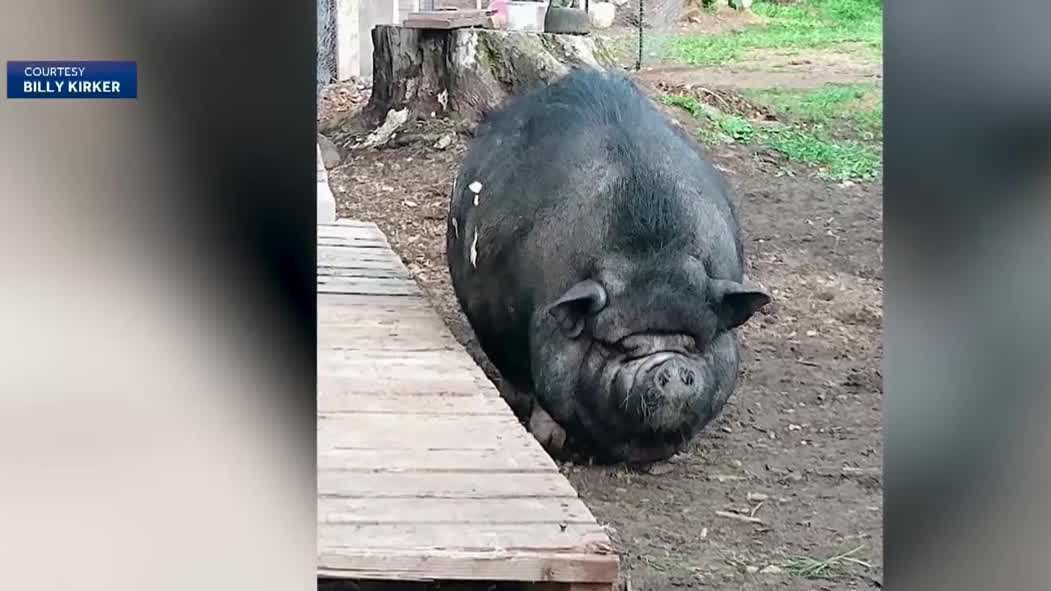Woman arrested on misdemeanor charge for illegally dumping pet pig