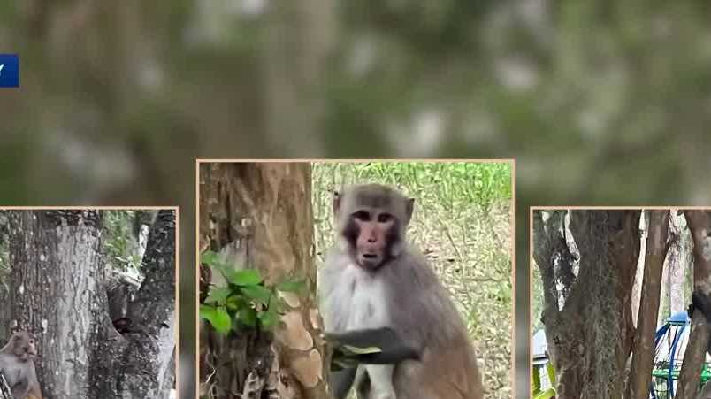 Monkey hangs around at Mount Dora's Gilbert Park