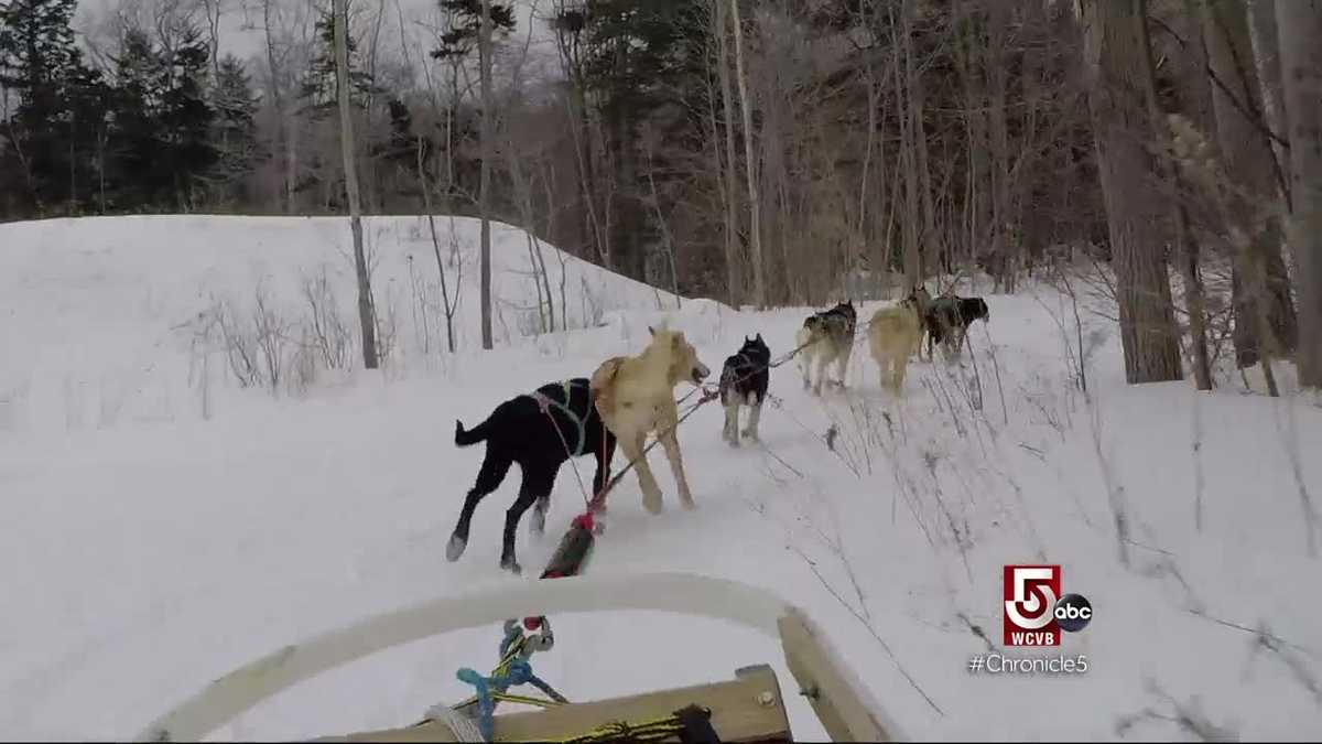 Try dog mushing in Vermont