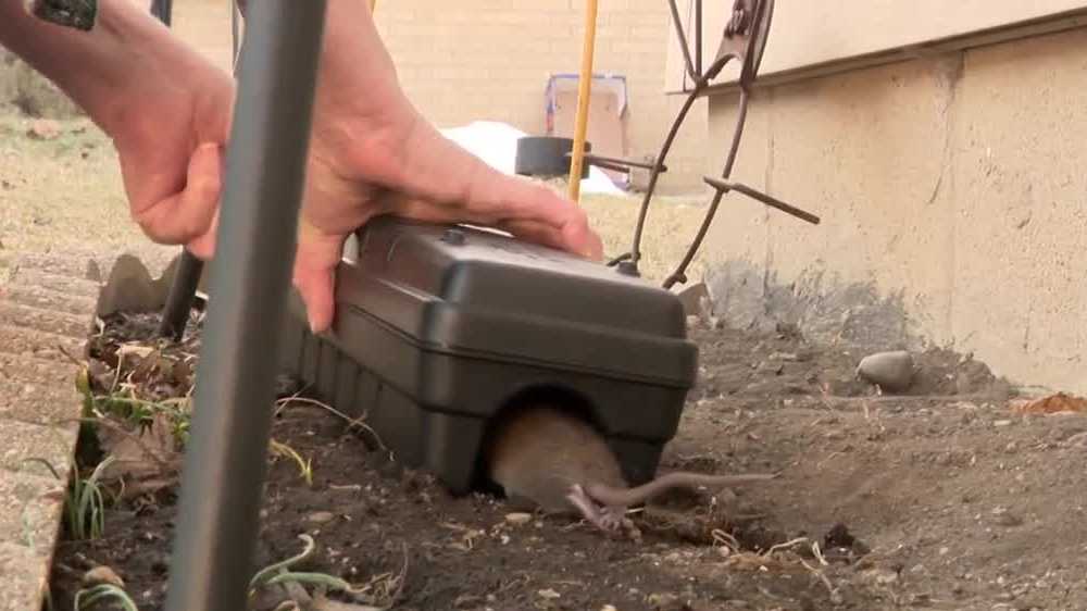 Milwaukee woman battles rat infestation near her home