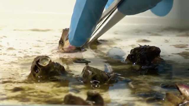 Scientists test methods to fight invasive mussels in Lake Michigan