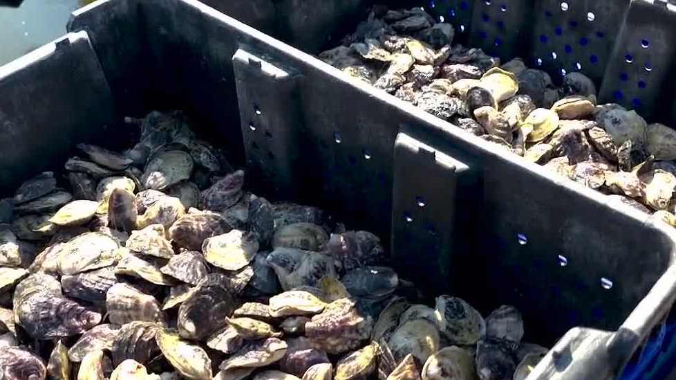 'Get Inside': Tybee Oyster Co.'s mission to revive Georgia's historic oyster industry