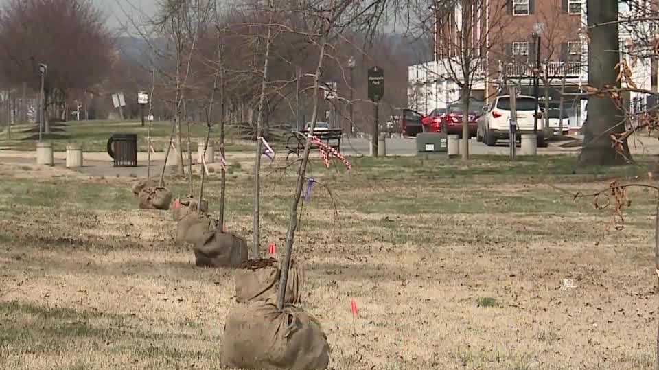Trees Louisville helping plant trees across city