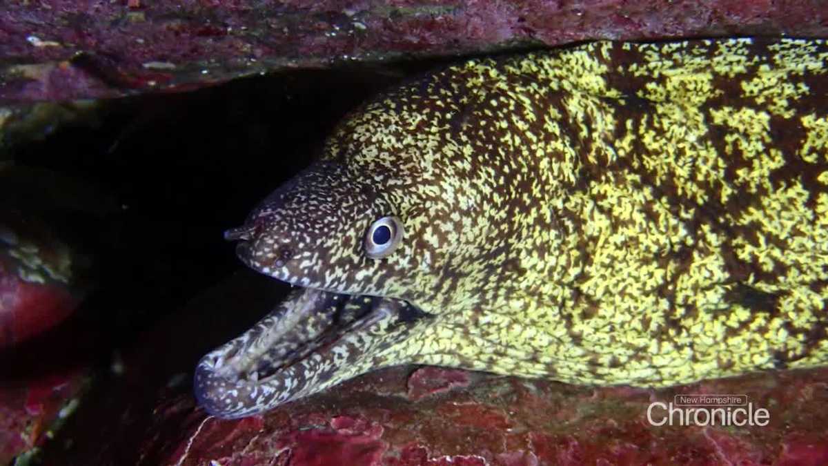 Marine biologist aims to share the sights of the ocean