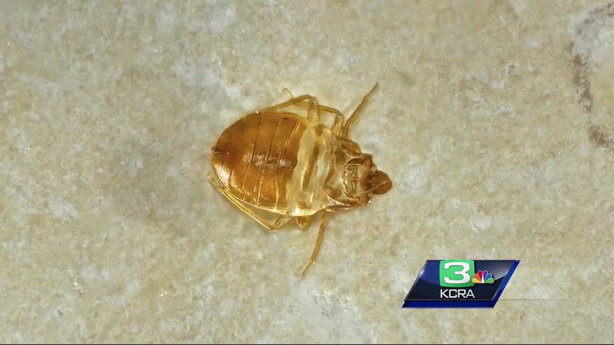 Consumer Reports Bed bugs