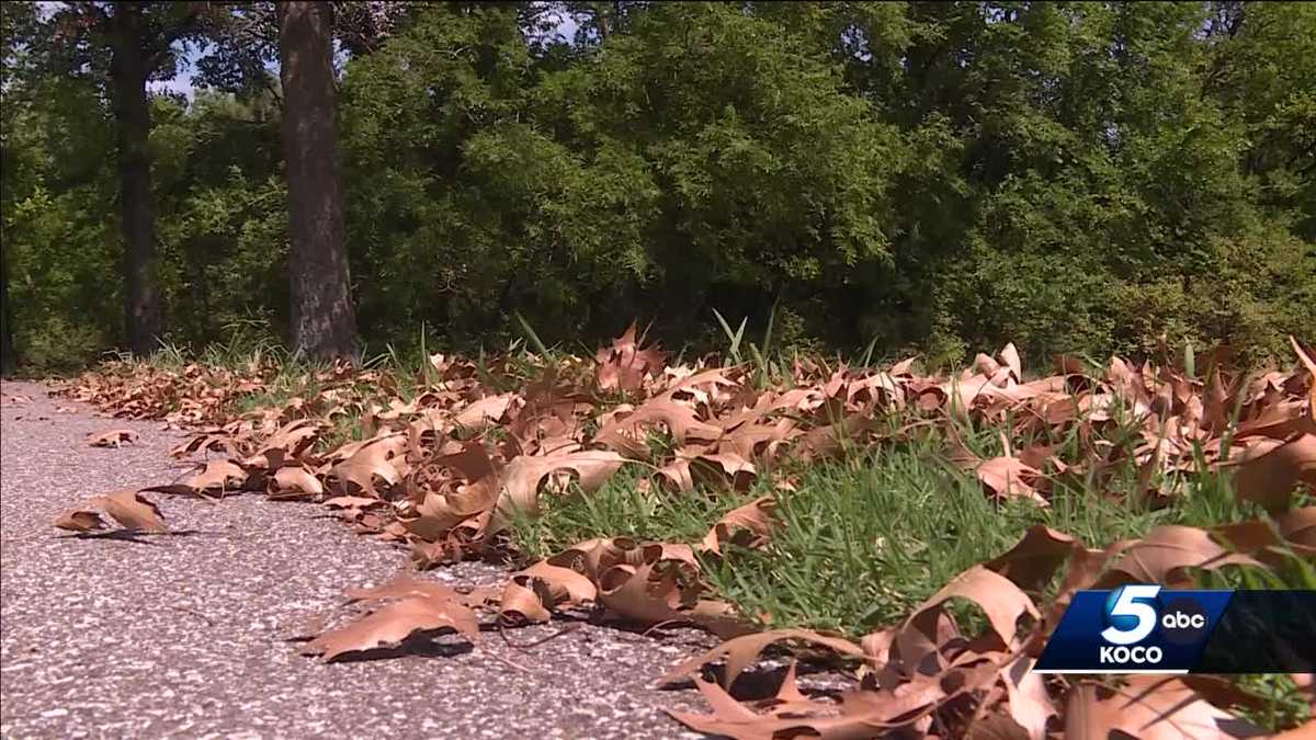 Scorching Summer: How Triple-Digit Heatwaves are Withering Oklahoma's Leaves