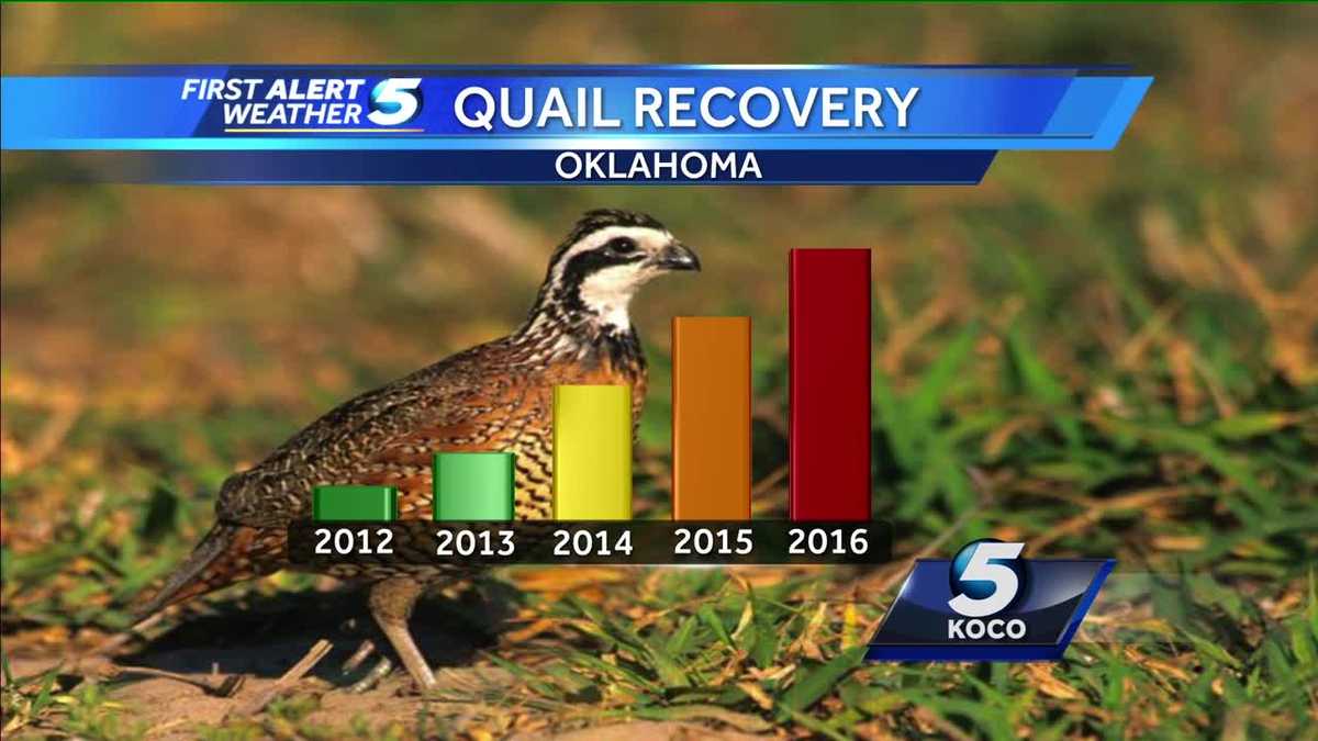 Quail population on the rise in Oklahoma