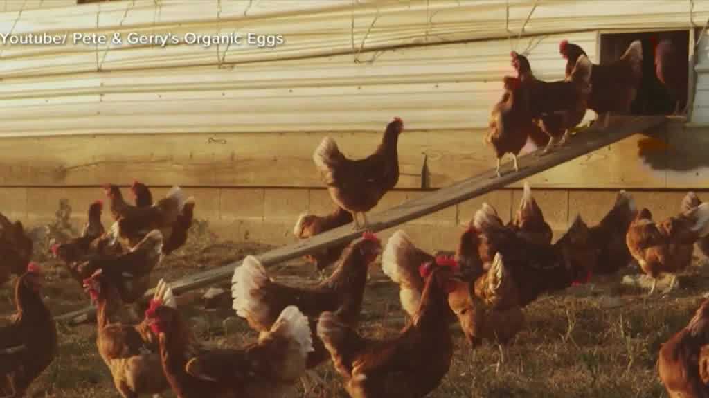 New Hampshire food company to pay part of settlement over alleged animal welfare violations