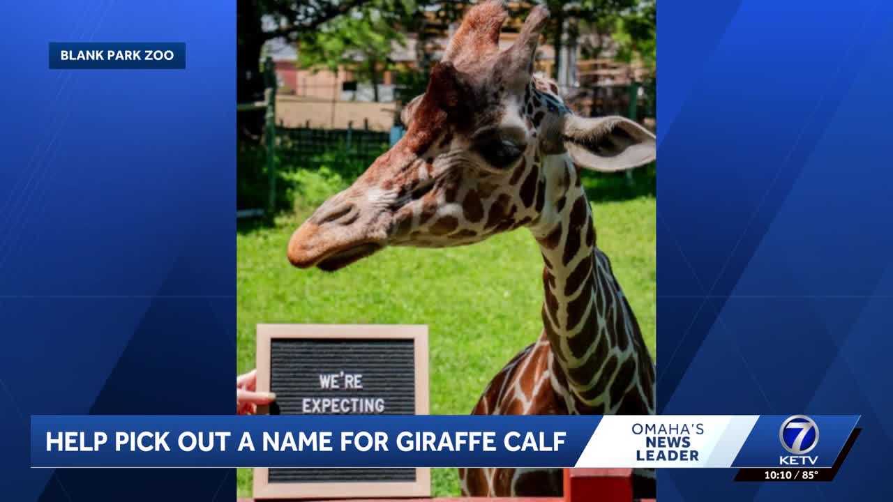 Iowa State Fair guests can vote on Blank Park Zoo's new giraffe calf